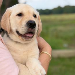 Clover - Yellow male Labrador Retriever puppy in Archer Lodge, North Carolina from Archer Lodge Labradors