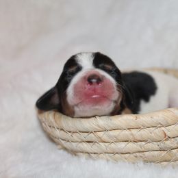 Girl 1 - Black and tan Dachshund puppy in Windsor, Colorado from Murry’s minis