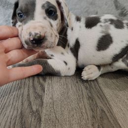 Ollie - Harlequin male Great Dane puppy in Marshall, Michigan from Dream K9