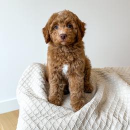 Eve - Ready to go home - Red  female Goldendoodle puppy in Bell Buckle, Tennessee from Precious Puptown Doodles