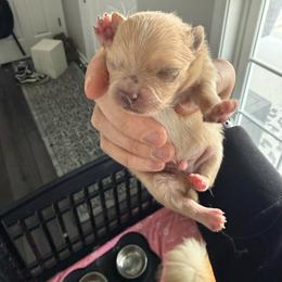 Purple - Cream sable parti male Pomeranian puppy in Cheektowaga, New York from Buffalo Pomeranians 716