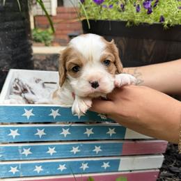 Friskie - Blenheim female Cavalier King Charles Spaniel puppy in Lula, Georgia from Cavaliers by Crumley