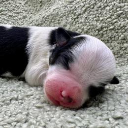 Montgomery - Black and white male Havanese puppy in Hendersonville, North Carolina from Kim's Cove Dog Co.