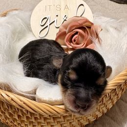 Aussiedoodle Puppies from Just Wright Doodles