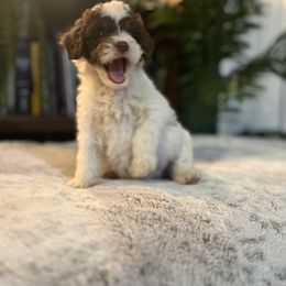 Bernedoodle and Goldendoodle Puppies from Dandelion Doodles