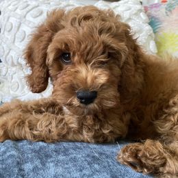 Cockapoo Puppies from Chesapeake Cockapoos