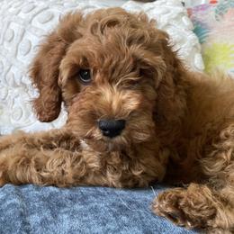 Cockapoo Puppies from Chesapeake Cockapoos