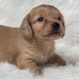 Barney - Cream male Dachshund puppy in Sumrall, Mississippi from Huckleberry Tails