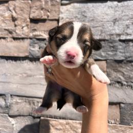 JCoop - Sable male Pembroke Welsh Corgi puppy in Benjamin, Utah from Nuna’s  Corgis