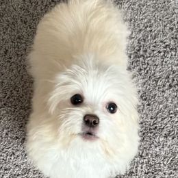 Tino - Maltese