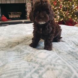 Chocolate - Brown and white female Cockapoo puppy in Howell, Michigan from Robbin's Treasures
