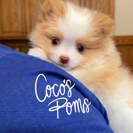 Chexys puppy - Cream parti female Pomeranian puppy in Weatherford, Texas from COCO'S POMS AND FRENCHIES