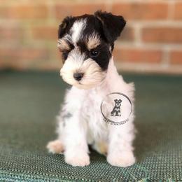 Little guy - Parti male Miniature Schnauzer puppy in Trinity, Alabama from C&E'S Schnauzers