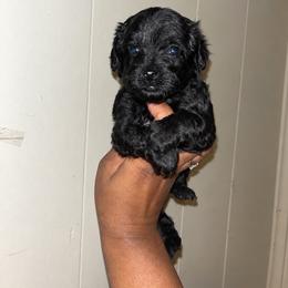 Kanga  2200 - Black female Yorkipoo puppy in Gastonia, North Carolina from Banks Dynasty Kennel