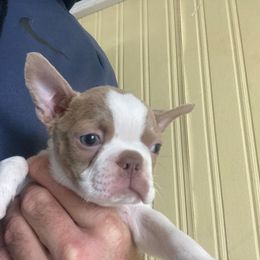 Chuck - Lilac male Boston Terrier puppy in Star, North Carolina from Meatloaf's Boston