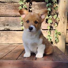 Ducky - Red male Pembroke Welsh Corgi puppy in Pine Village, Indiana from NL Horsemanship