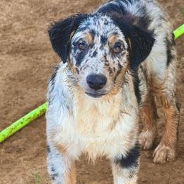 Atlas - Blue merle male Australian Shepherd puppy in Mineral Wells, Texas from A6 Australian Shepards
