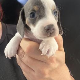 Madison - Piebald female Dachshund puppy in Bigfork, Minnesota from Dachshunds Up North