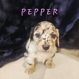 Pepper - Dapple female Dachshund puppy in Guthrie, Oklahoma from The Rooted Place