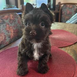 Coco - Chocolate and tan male Yorkshire Terrier puppy in Georgia from Berggipfel Yorkies