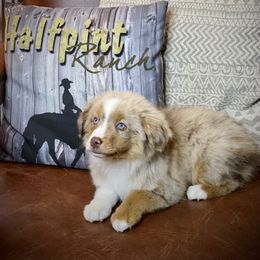Toy Australian Shepherd Puppies from Roses Halfpint Ranch
