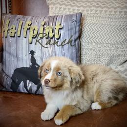 Toy Australian Shepherd Puppies from Roses Halfpint Ranch