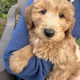 Whoodle All Grown Up from Perri’s Whoodles