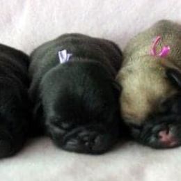 Pug Puppies from Cupid’s Pugs