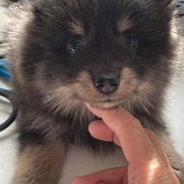 Pomeranians from Dana's Pomeranians