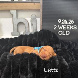 Latte - Red male Dachshund puppy in Goodyear, Arizona from AZ Low Life Doxies