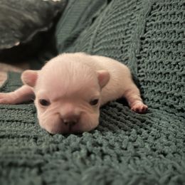 Pebble - Cream male French Bulldog puppy in New Waverly, Texas from C.P. Puppy Buddies
