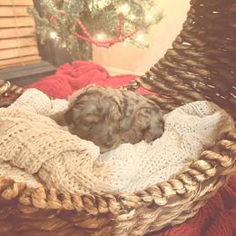 Violet - Blue merle female Bernedoodle puppy in Tulsa, Oklahoma from Magnolia Blossom Bernedoodles