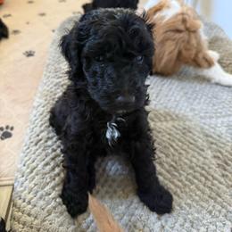 Red Boy (Ron) - Black and white male Bernedoodle puppy in Moulton, Alabama from Triple W Doodles