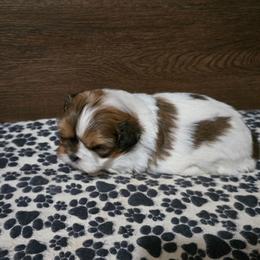 Boy 1 - Gold and white male Shih Tzu puppy in Meadows Of Dan, Virginia from Walt’s Shih Tzus