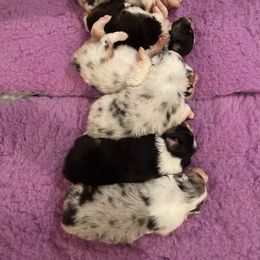 Australian Shepherd Puppies from Mezzo Australian Shepherds