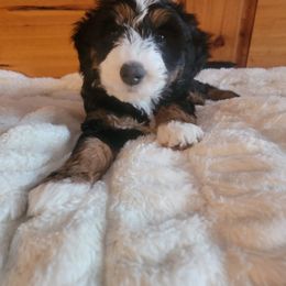 Bernedoodle and Labradoodle Puppies from Reid Wasatch Doodles