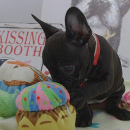 Girl 4 - Brindle French Bulldog puppy in Houston, Texas from Kiss My Frenchies
