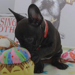 Girl 4 - Brindle French Bulldog puppy in Houston, Texas from Kiss My Frenchies
