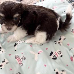 Girl 1 - Chocolate female Havanese puppy in East Lansing, Michigan from VanCort's Happy Havanese