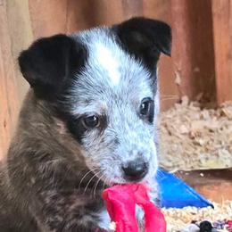 Poe - Blue mottled male Australian Cattle Dog puppy in Fife Lake, Michigan from Kurczak Farm LLC