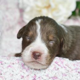 Thackery - Red tri-color male Australian Shepherd puppy in Placerville, California from BFF Aussies