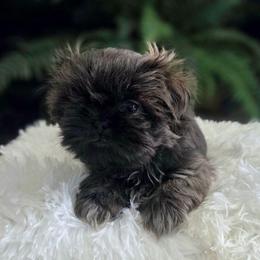 Stetson - Brindle male Shih Tzu puppy in Smithville, Georgia from The Luckie Puppy