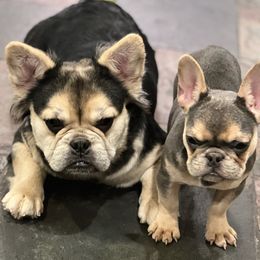 French Bulldogs from Higher up frenchies