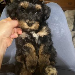 Pink girl - Black and tan female Havanese puppy in Arlington, Washington from Havanese With Love Breeding Co.
