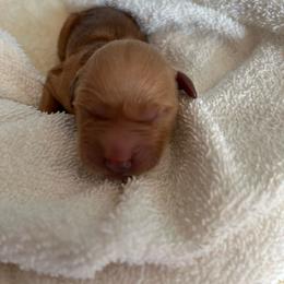 Male 3 - Golden male Golden Retriever puppy in David City, Nebraska from Lucky Penny Goldens