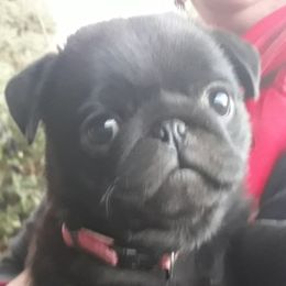 Black boy - Black male Pug puppy in Spokane, Washington from Blue Haven Stable