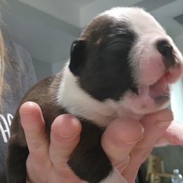 Companion Cross and French Bulldog Puppies from Legends Frenchton's, French Bulldogs & French Bullhuahua's