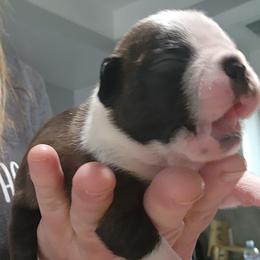 Companion Cross and French Bulldog Puppies from Legends Frenchton's, French Bulldogs & French Bullhuahua's