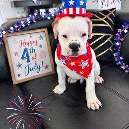Red - White male Boxer puppy in Denver, Colorado from Yuni’s AKC Boxers