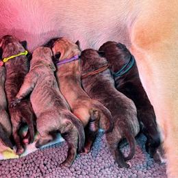 Pink Collar - Fawn female Boerboel puppy in Manitowoc, Wisconsin from Mae Boerboel